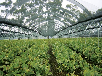 BPI_Polytunnel