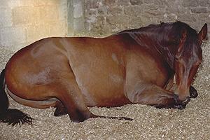 A horse lies on one of Hadfield's best-selling recycled animal bedding products, Easibed.