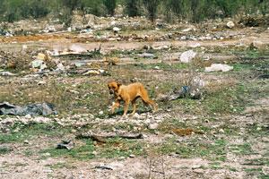 There is widespread evidence of waste still being deposited on the sites of former dumps