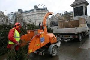 /resources/listimg/news/Councils/Trafalgar_tree_2010_1@large.jpg