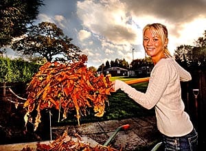 /photos/leaves.jpg