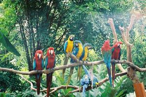 Macaws and parrots joining in the recycling of paper
