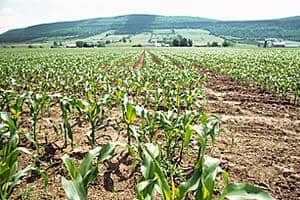 The Soil Association Certification announcement means compost and digestate derived from household food waste can now be used on land for organic farming