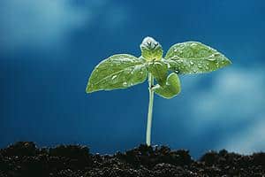 The Composting Association has suggested compost bags need clearer labelling to say whether products are suitable for growing certain types of plant, like seedlings
