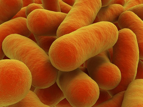 The Daily Mail article linked food caddies to bacteria such as Salmonella and E.coli 