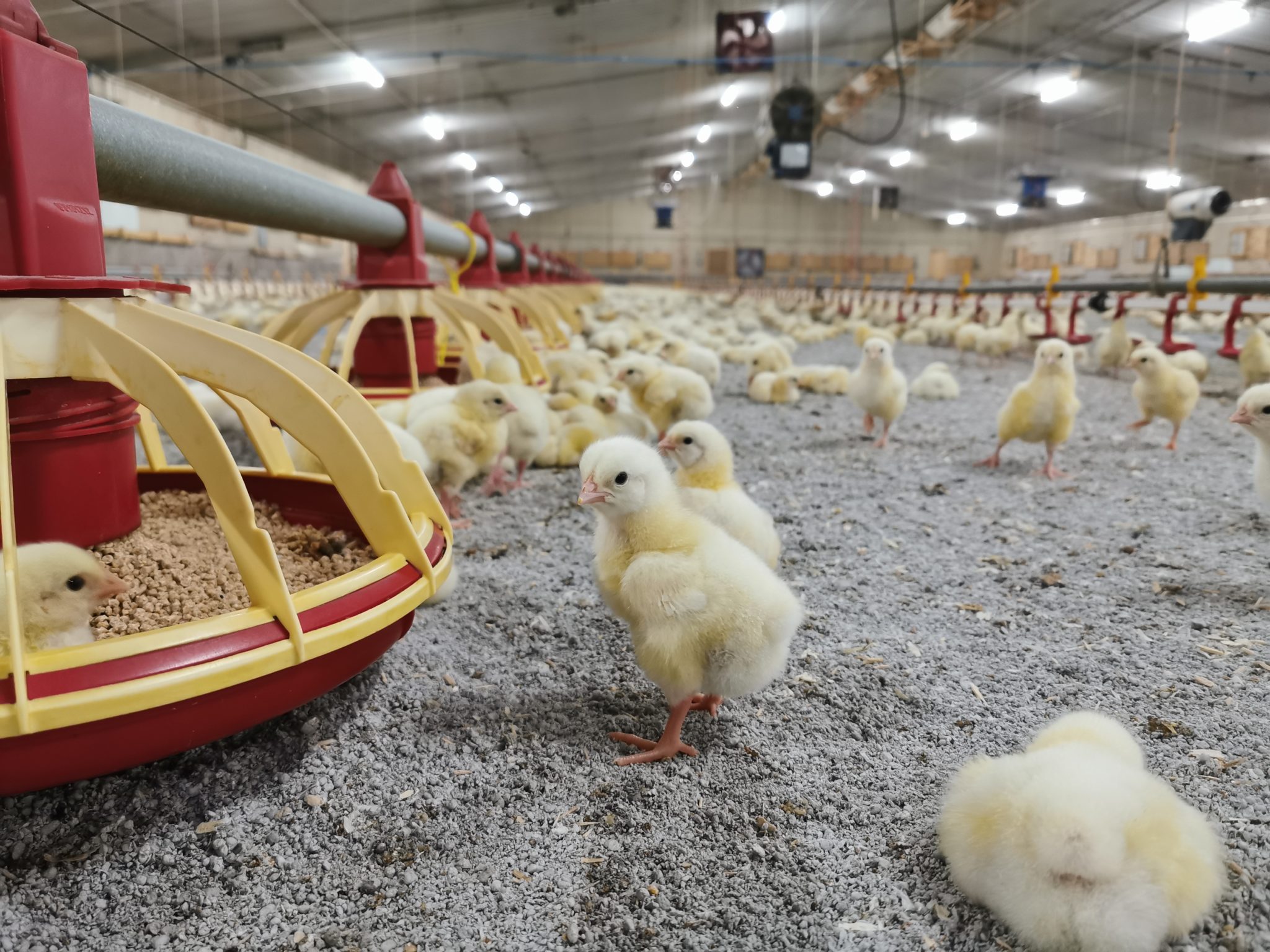 Veolia to ‘transform’ paper waste into poultry bedding